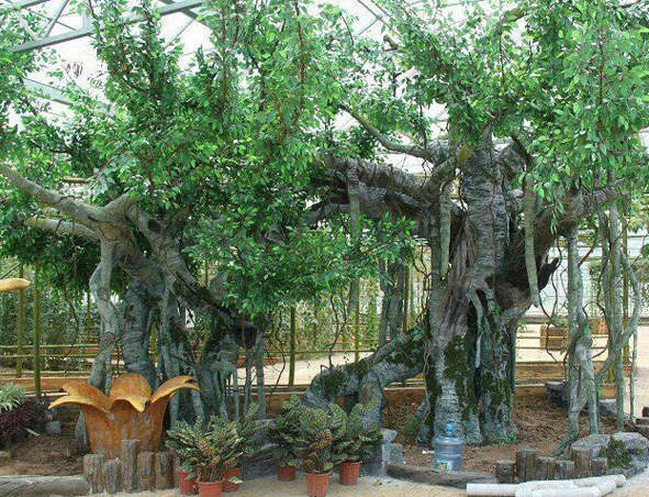 仿真樹2.jpg 仿真樹2.jpg